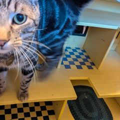 A tabby cat stands on a yellow wooden cat house and looks at the camera.