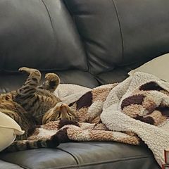 A tabby cat curls up on a blanket on the couch.