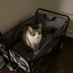 Isis, a tabby and white cat, sits in a folding wagon.